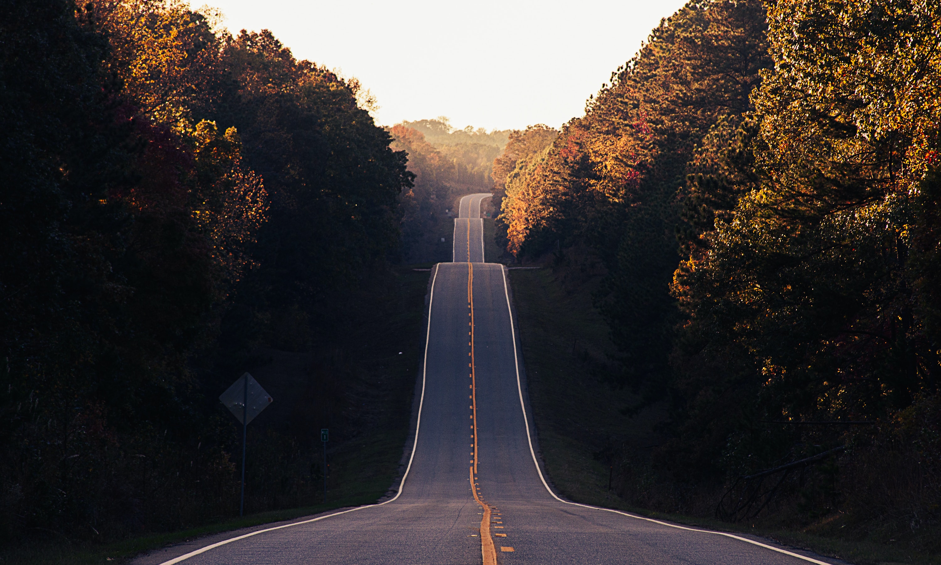 Highway 212 forest road - Matt Duncan